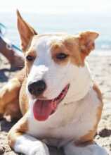 MALLI, Hund, Podenco-Mix in Spanien - Bild 3