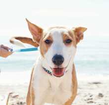 MALLI, Hund, Podenco-Mix in Spanien - Bild 6