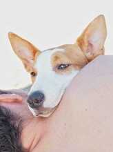 MALLI, Hund, Podenco-Mix in Spanien - Bild 8