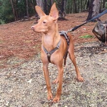 ELTON, Hund, Mischlingshund in Portugal - Bild 3