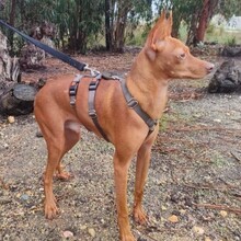 ELTON, Hund, Mischlingshund in Portugal - Bild 4