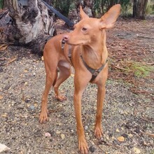 ELTON, Hund, Mischlingshund in Portugal - Bild 7