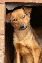 JAANA, Hund, Mischlingshund in Weilheim - Bild 10