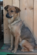 JAANA, Hund, Mischlingshund in Weilheim - Bild 9