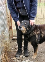 GOLIAT, Hund, Mischlingshund in Rumänien - Bild 1