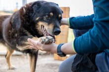 GOLIAT, Hund, Mischlingshund in Rumänien - Bild 2