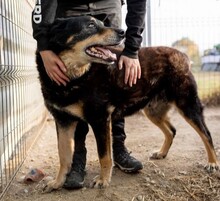 GOLIAT, Hund, Mischlingshund in Rumänien - Bild 3