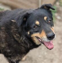 GOLIAT, Hund, Mischlingshund in Rumänien - Bild 6