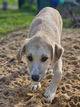 MORGANA, Hund, Herdenschutzhund-Mix in Portugal - Bild 10