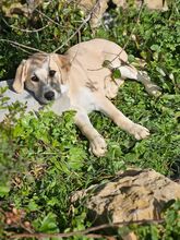 MORGANA, Hund, Herdenschutzhund-Mix in Portugal - Bild 12