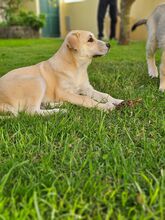 MORGANA, Hund, Herdenschutzhund-Mix in Portugal - Bild 16