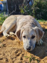 MORGANA, Hund, Herdenschutzhund-Mix in Portugal - Bild 3