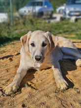 MORGANA, Hund, Herdenschutzhund-Mix in Portugal - Bild 5