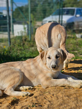 MORGANA, Hund, Herdenschutzhund-Mix in Portugal - Bild 6