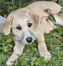 MORGANA, Hund, Herdenschutzhund-Mix in Portugal - Bild 7