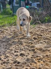 MORGANA, Hund, Herdenschutzhund-Mix in Portugal - Bild 8