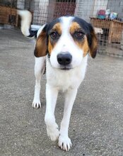 NISHA, Hund, Mischlingshund in Kroatien - Bild 13