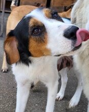 NISHA, Hund, Mischlingshund in Kroatien - Bild 14