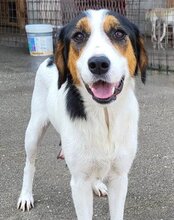 NISHA, Hund, Mischlingshund in Kroatien - Bild 15