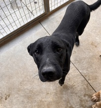 FERCO, Hund, Mischlingshund in Ungarn - Bild 4