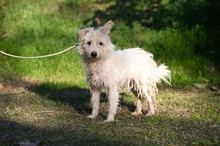 PLÜSS, Hund, Mischlingshund in Ungarn - Bild 2