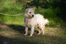 PLÜSS, Hund, Mischlingshund in Ungarn - Bild 5