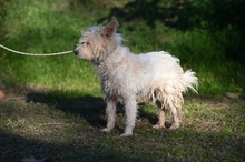 PLÜSS, Hund, Mischlingshund in Ungarn - Bild 8