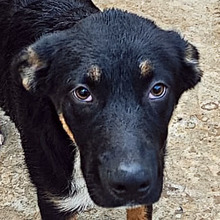 JOE, Hund, Mischlingshund in Kroatien - Bild 1