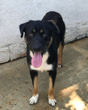 JOE, Hund, Mischlingshund in Kroatien - Bild 14