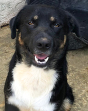 JOE, Hund, Mischlingshund in Kroatien - Bild 15