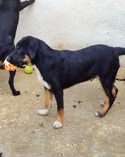 JOE, Hund, Mischlingshund in Kroatien - Bild 4