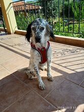 SIRANTONY, Hund, English Setter in Griechenland - Bild 1