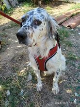 SIRANTONY, Hund, English Setter in Griechenland - Bild 3