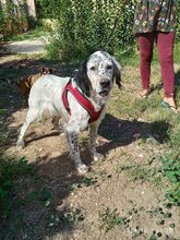 SIRANTONY, Hund, English Setter in Griechenland - Bild 4