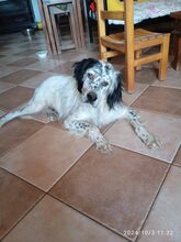 SIRANTONY, Hund, English Setter in Griechenland - Bild 5