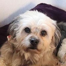 HUGO, Hund, Yorkshire Terrier-Mix in Neumarkt - Bild 1