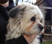 HUGO, Hund, Yorkshire Terrier-Mix in Neumarkt - Bild 11