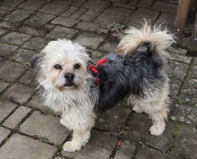 HUGO, Hund, Yorkshire Terrier-Mix in Neumarkt - Bild 12