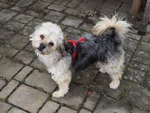 HUGO, Hund, Yorkshire Terrier-Mix in Neumarkt - Bild 13