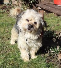 HUGO, Hund, Yorkshire Terrier-Mix in Neumarkt - Bild 14