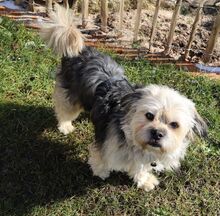 HUGO, Hund, Yorkshire Terrier-Mix in Neumarkt - Bild 15