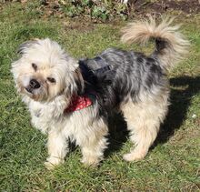 HUGO, Hund, Yorkshire Terrier-Mix in Neumarkt - Bild 16