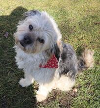 HUGO, Hund, Yorkshire Terrier-Mix in Neumarkt - Bild 17