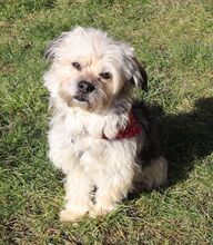 HUGO, Hund, Yorkshire Terrier-Mix in Neumarkt - Bild 18