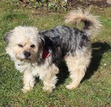 HUGO, Hund, Yorkshire Terrier-Mix in Neumarkt - Bild 19