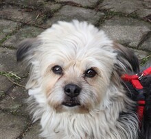 HUGO, Hund, Yorkshire Terrier-Mix in Neumarkt - Bild 2