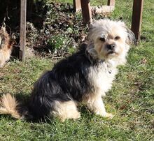 HUGO, Hund, Yorkshire Terrier-Mix in Neumarkt - Bild 20