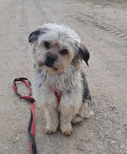 HUGO, Hund, Yorkshire Terrier-Mix in Neumarkt - Bild 4