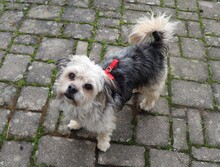 HUGO, Hund, Yorkshire Terrier-Mix in Neumarkt - Bild 5