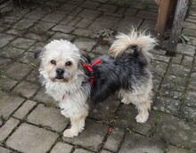 HUGO, Hund, Yorkshire Terrier-Mix in Neumarkt - Bild 6